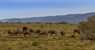 Addo Elephant National Park in the Eastern Cape province of South Africa