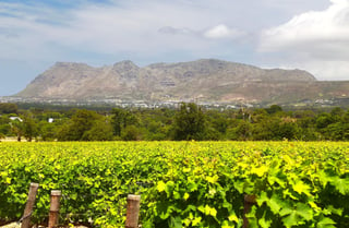 The Wine Farms in cape town , south africa