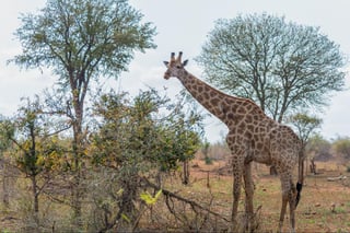 Giraffes in Kruger National Park in South Africa