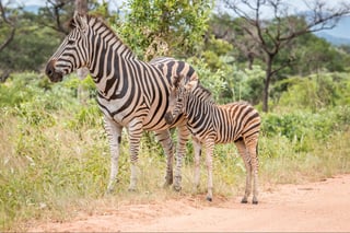 Mother Zebra with a baby zebra in the Kruger National Park