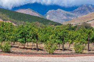 Cape Winelands region is the premier wine producing area of South Africa