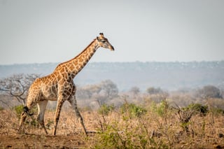 Giraffe walking in the bush in the Kruger National Park, South Africa