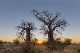 Sunrise between two young baobab trees