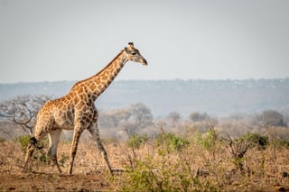 Giraffe walking in the bush in the Kruger National Park