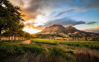 Winelands of Stellenbosch and Franschhoek