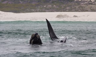 Southern Right Whale swimming near Hermanus, Western Cape